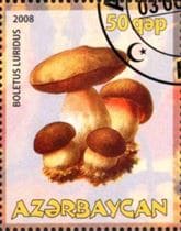 Pilz auf Briefmarke