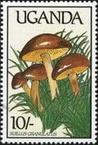 This mushroom on a stamp