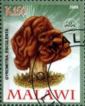 Pilz auf Briefmarke