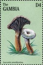 This mushroom on a stamp