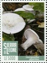 This mushroom on a stamp