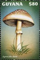 This mushroom on a stamp