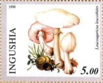 A gomba bélyegen