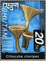This mushroom on a stamp