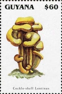 A gomba bélyegen