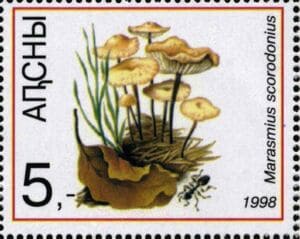 This mushroom on a stamp