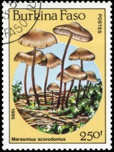 This mushroom on a stamp