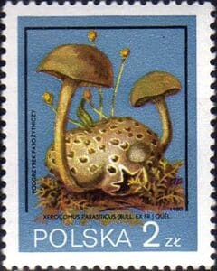 Pilz auf Briefmarke