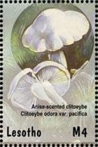 This mushroom on a stamp