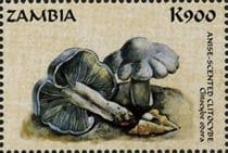 This mushroom on a stamp