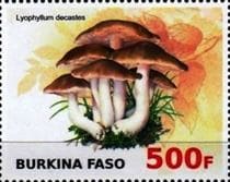 This mushroom on a stamp