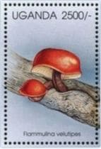 This mushroom on a stamp