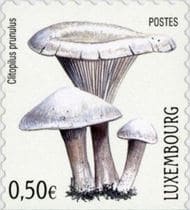 This mushroom on a stamp